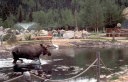 moose in a pond